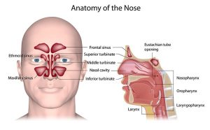 Acupuncture For Sinus Pressure Relief Robbinsdale MN